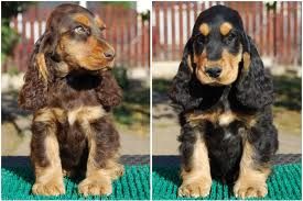 images_1.jpg images_1.jpg